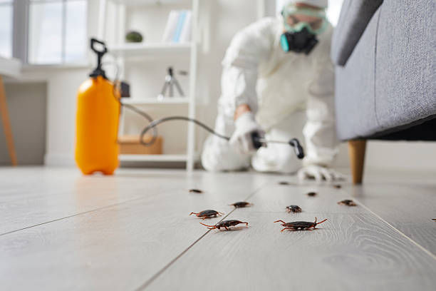 Trusted Cockroach Control service in Excelsior Springs, MO - Nex Pest Control